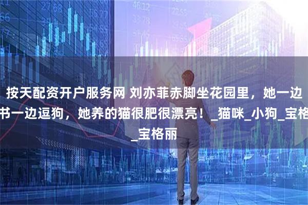 按天配资开户服务网 刘亦菲赤脚坐花园里，她一边读书一边逗狗，她养的猫很肥很漂亮！_猫咪_小狗_宝格丽